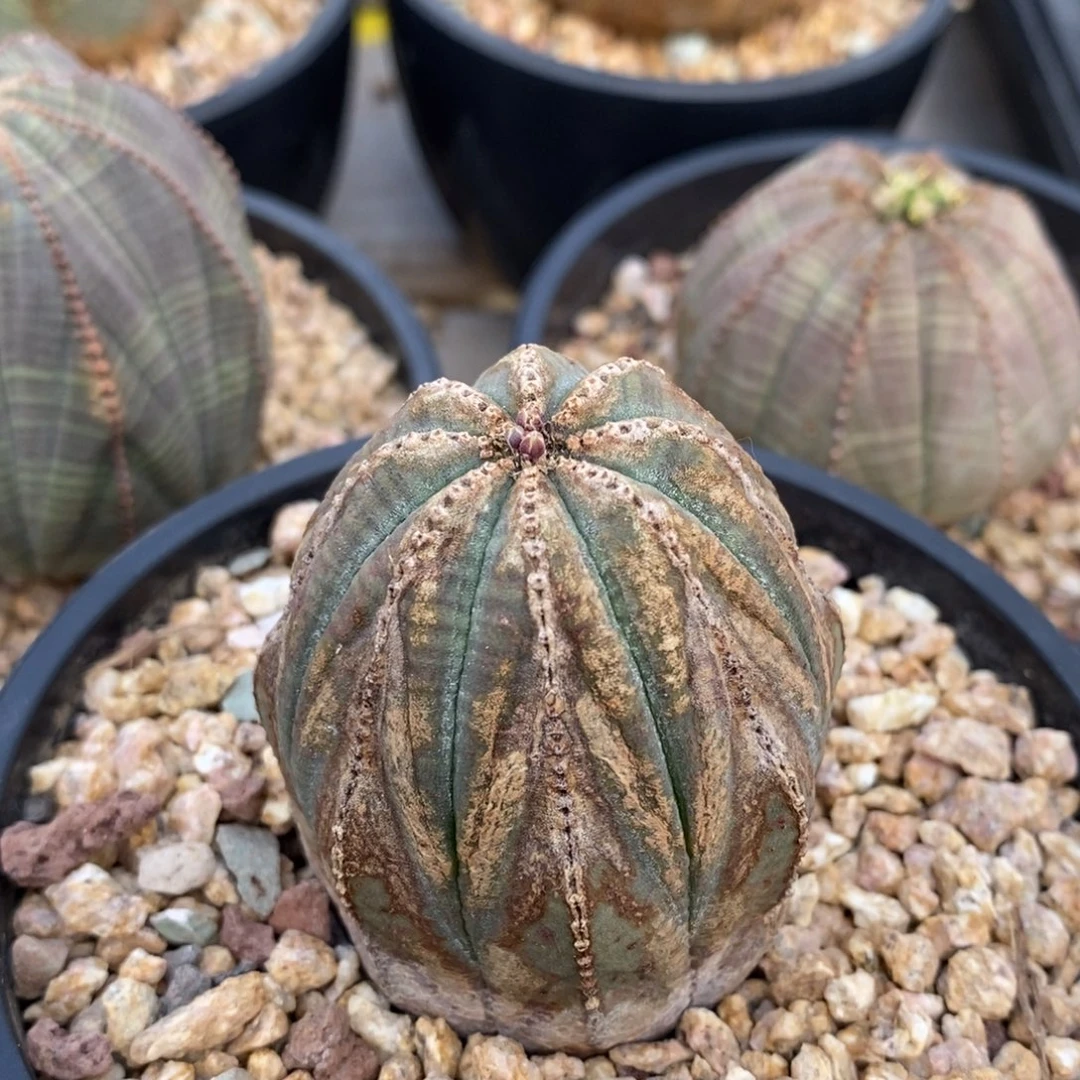 39欧系实生布纹球一物一拍