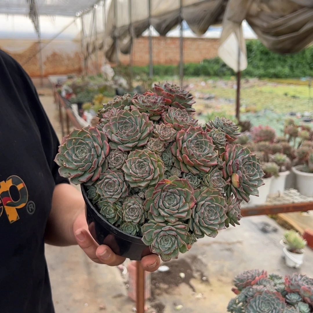 原始海滨格瑞带盆土，160杯