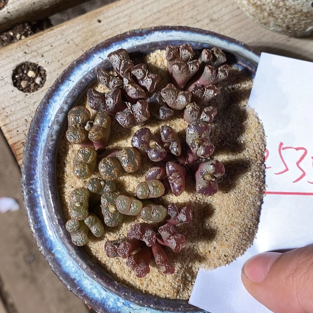 25356。   一组勋章。