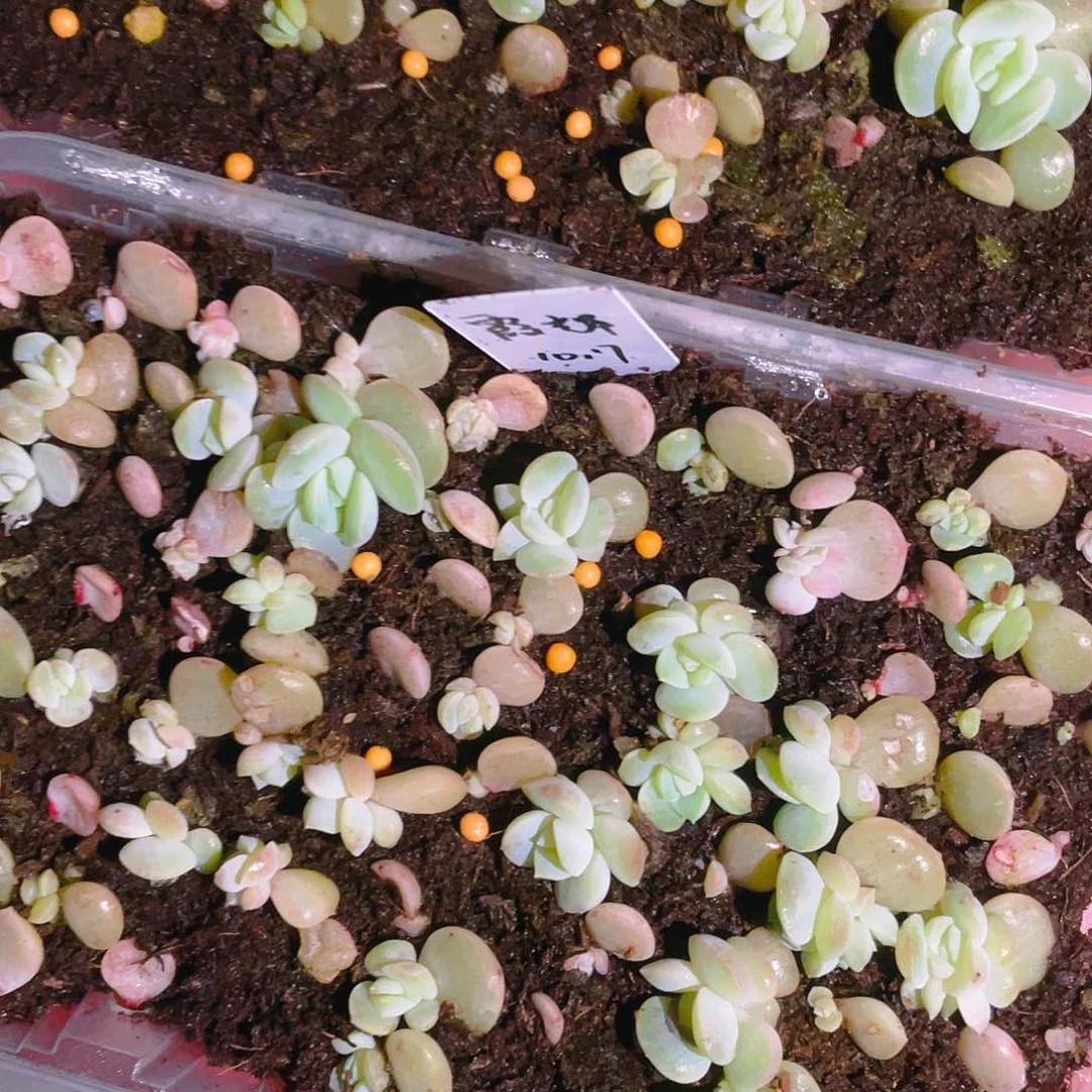 霞辉中苗一个满25包邮