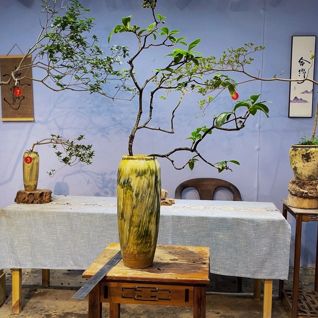 在***地无花朵海岛春花盆景