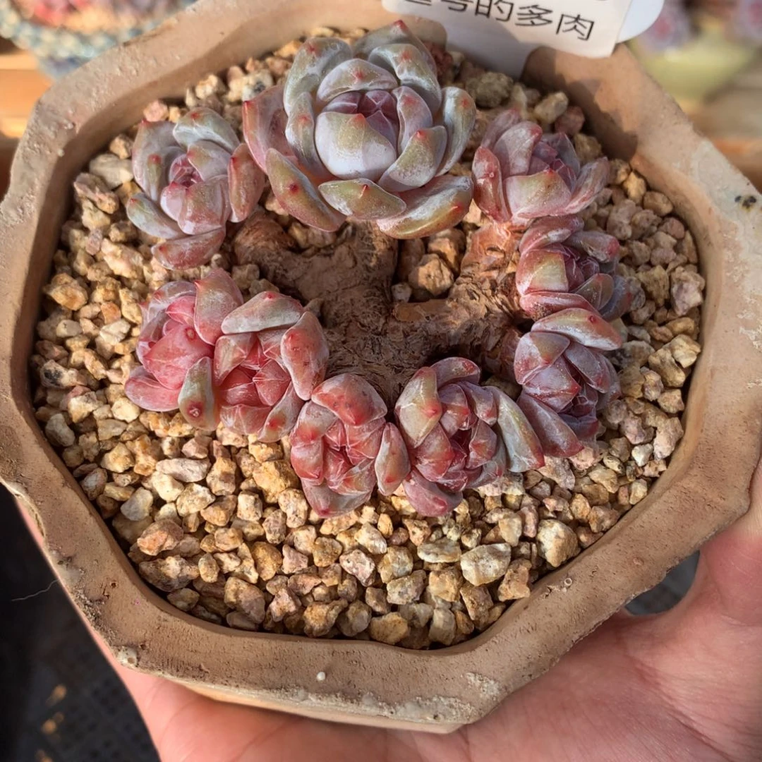 A0826 星影老桩 油脸红心 8cm