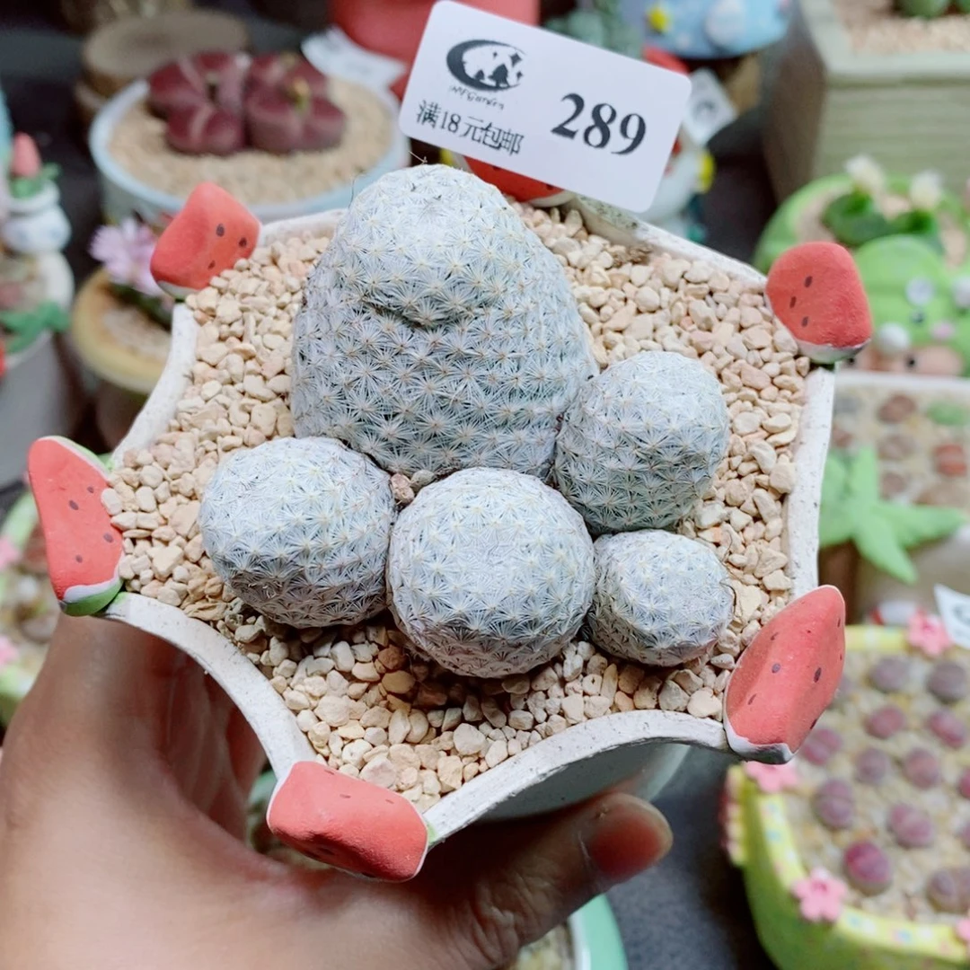 生石花花花花花花花289