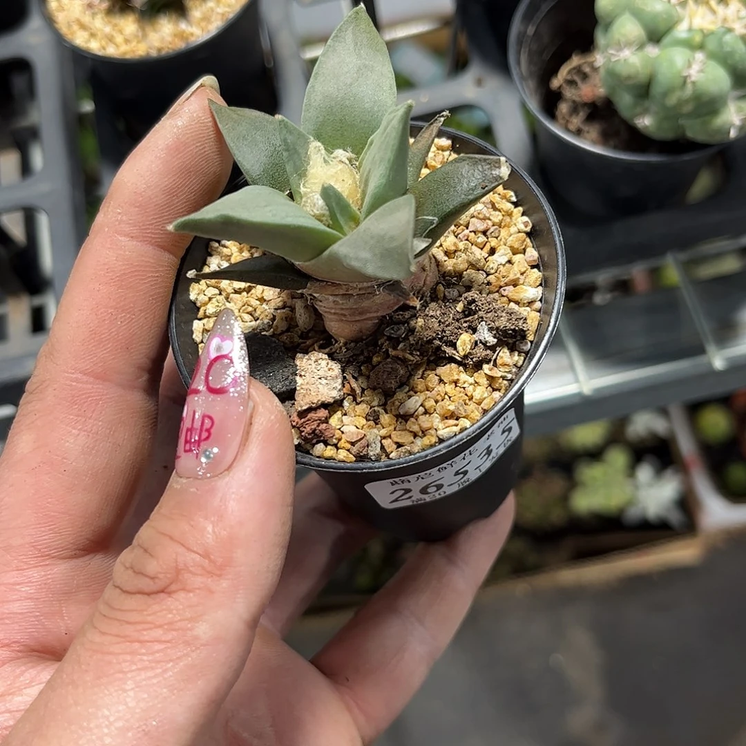 苍***陈26535一物一拍单头