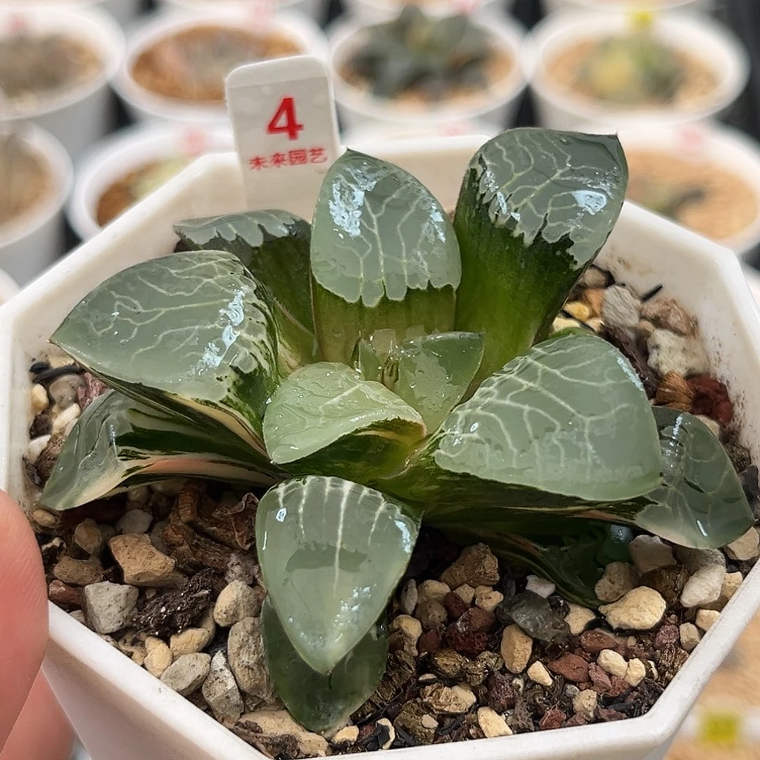 4火凤凰克锦福利福利