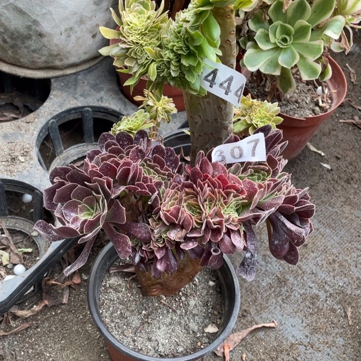 拥****444原始绿，307欧紫缀