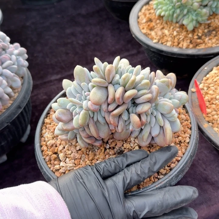 姐*13厘米左右一物一拍的