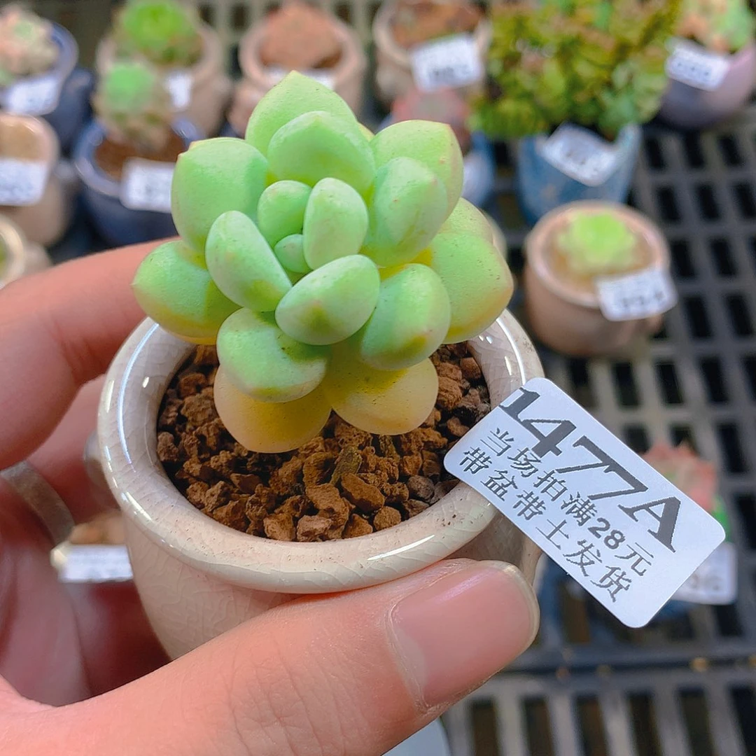 5厘米精控多肉1477
