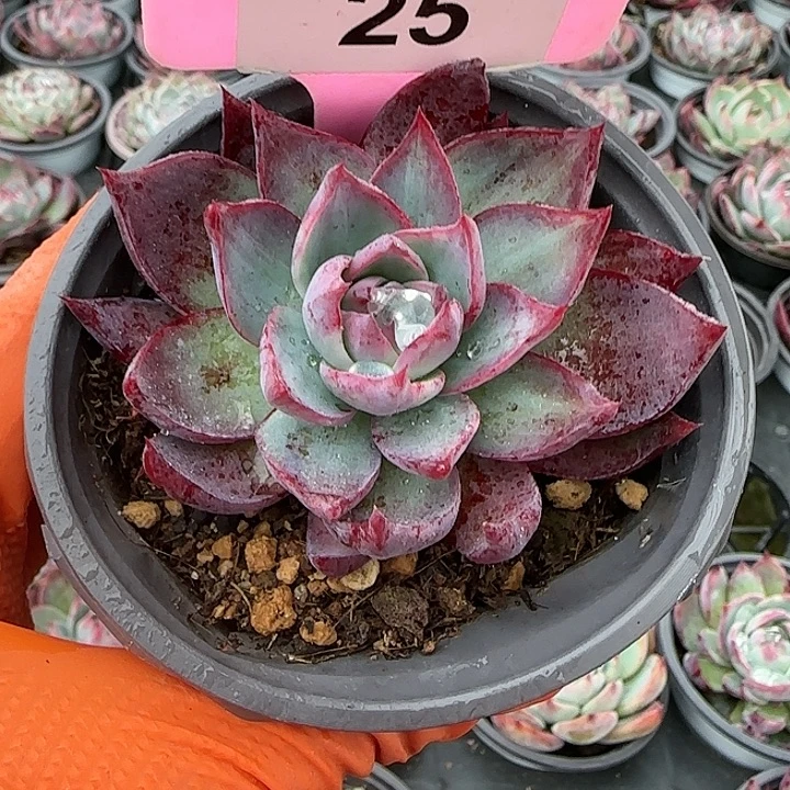 25 惊鸿仙子多肉植物6-9cm