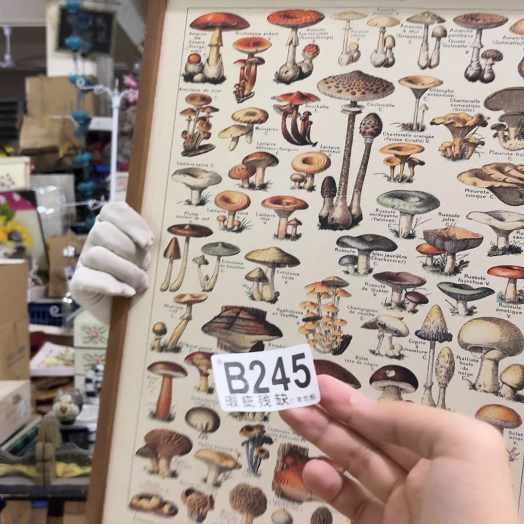 核桃木/黑胡桃（胡桃木）