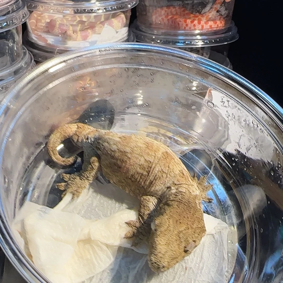 巨人守宫MTK00001