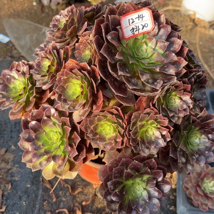 赤炎链多肉法师不包损20