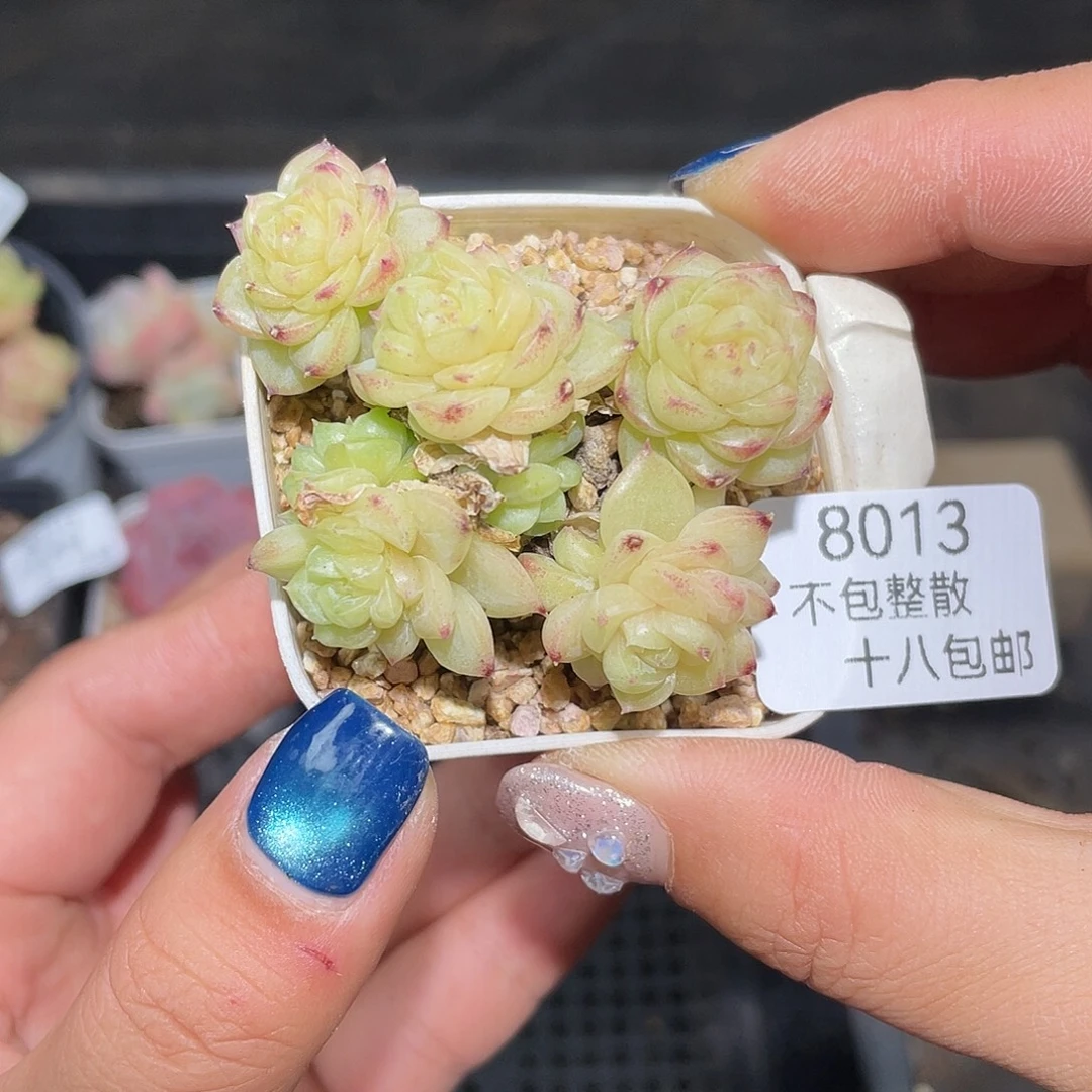 8013。 朵朵珍妮。