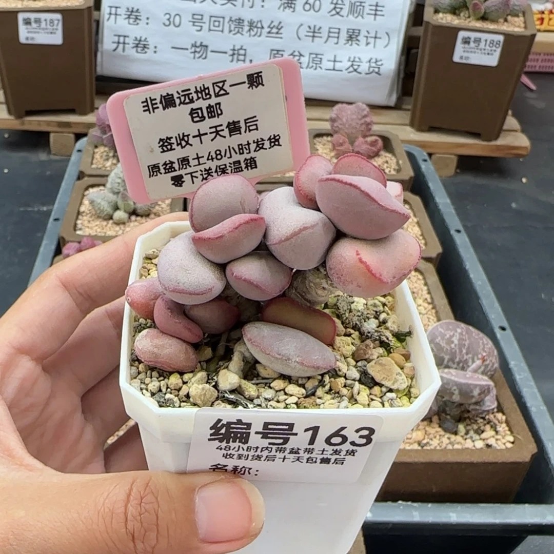 163白肌红蛋多肉