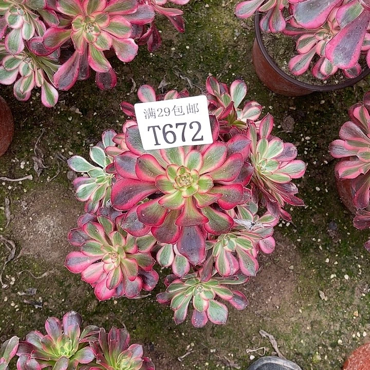 672香奈儿  多肉植物