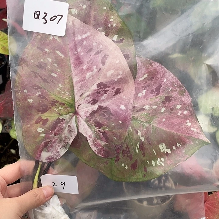 无花朵紫花脸袋装