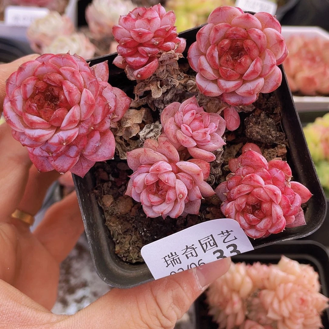 000000000000033量拍