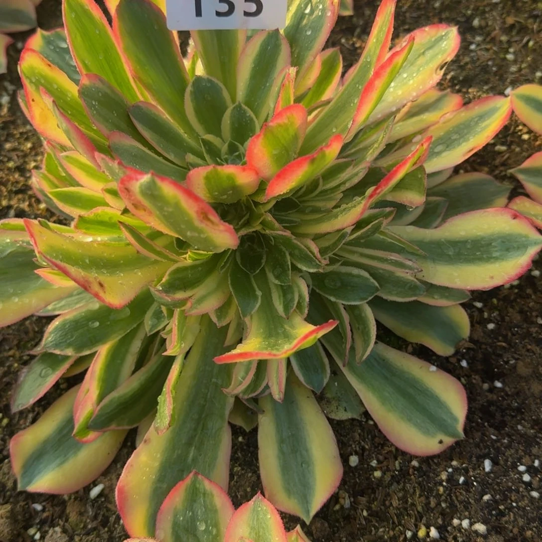 135红袖。多肉植物