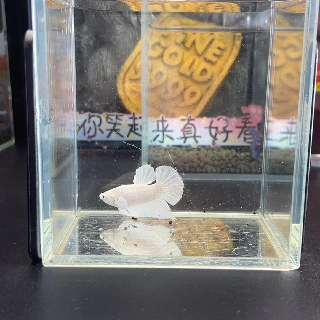 斗鱼46号101早超白