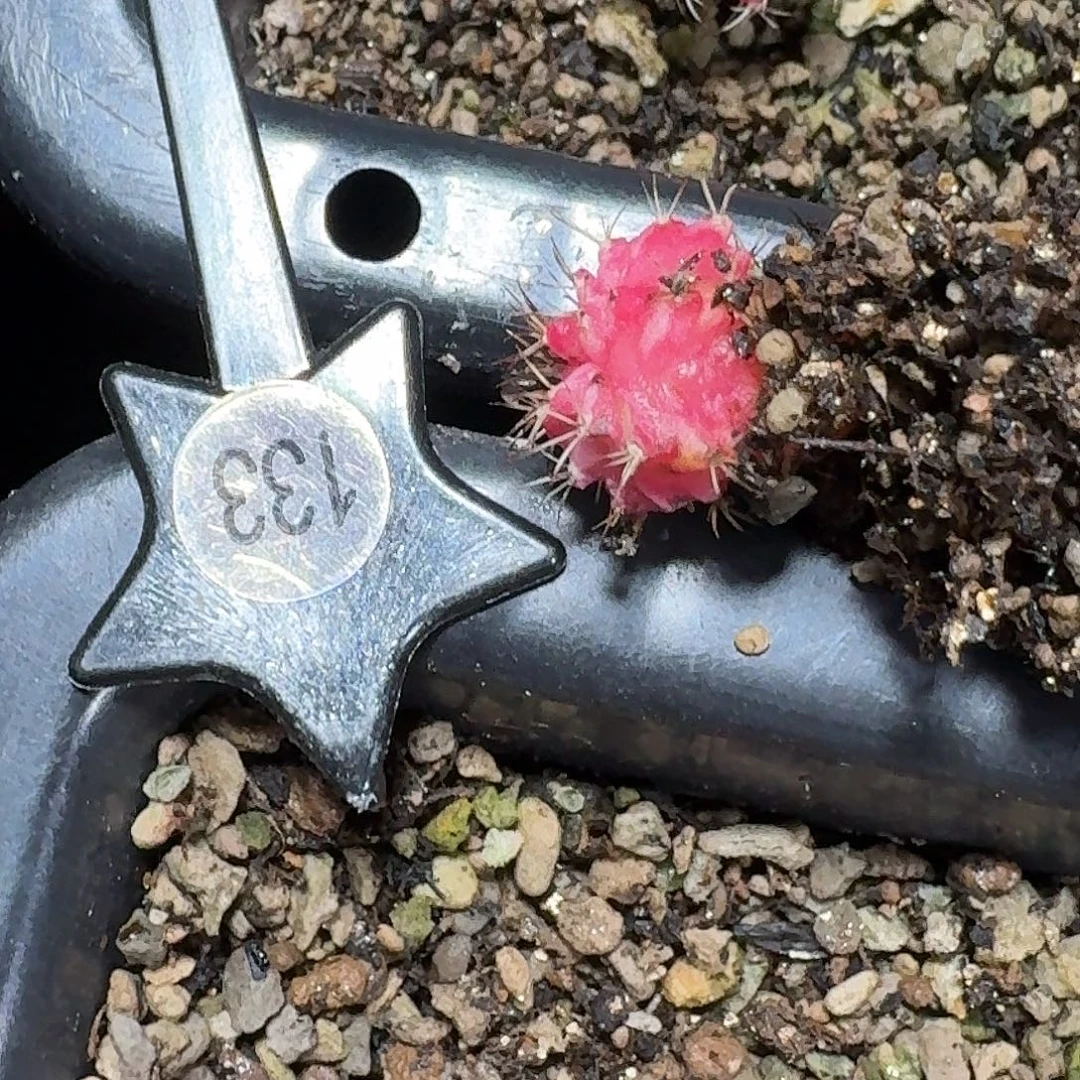 乐***乐米哈实生自然锦133