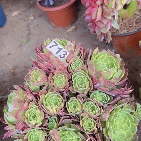 拾*多肉植物一个