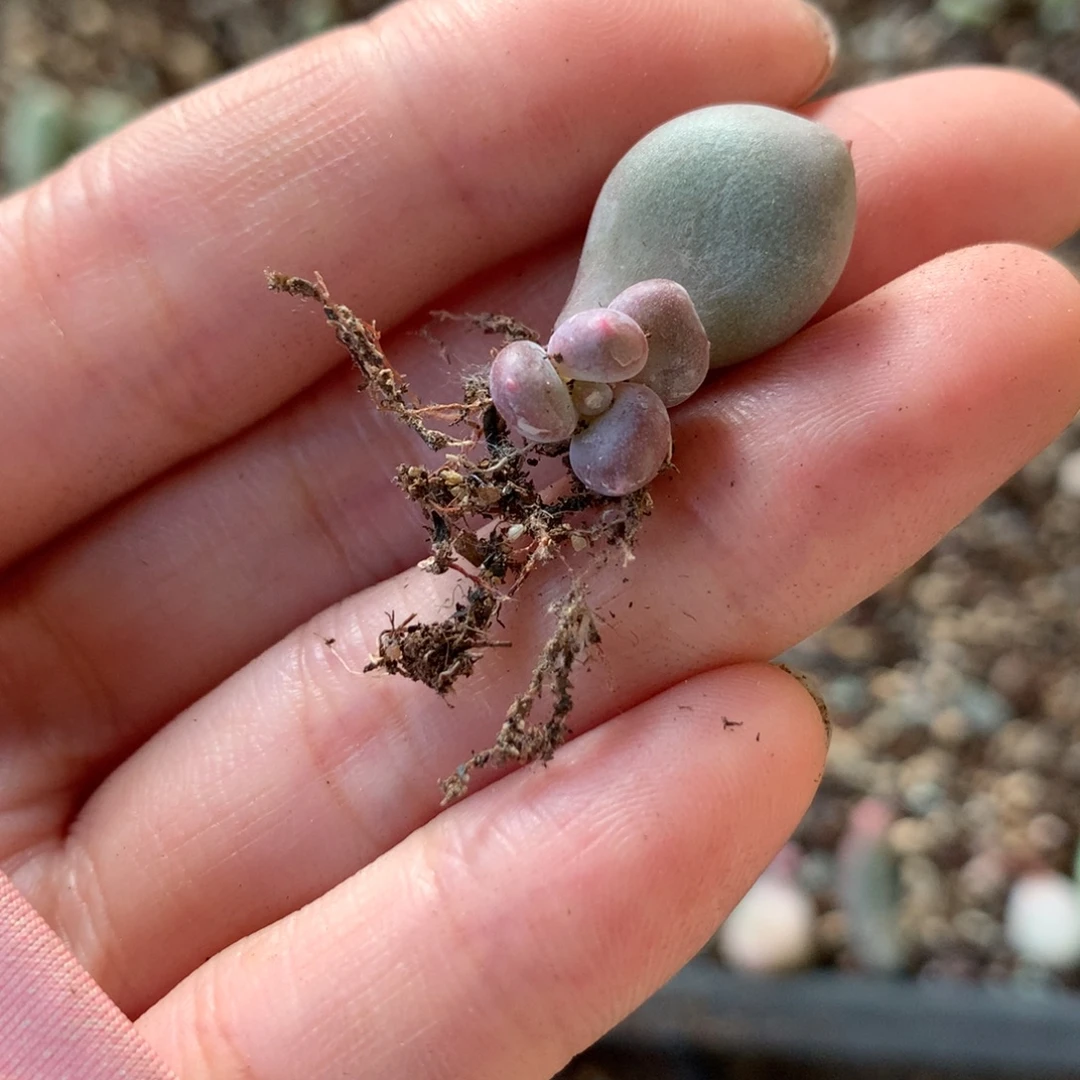 韩国彩虹奶酪多肉韩彩