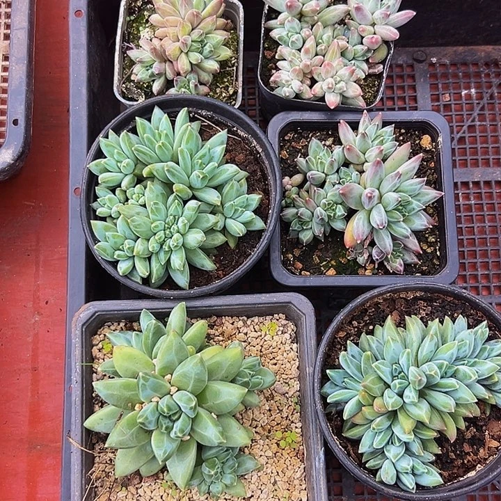 7颗美人系列多肉植物