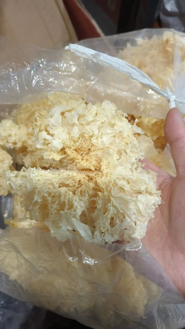 福建古田大朵银耳