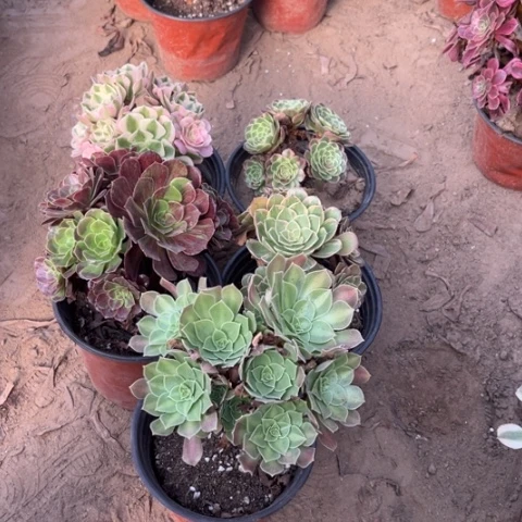 842多肉植物组合，