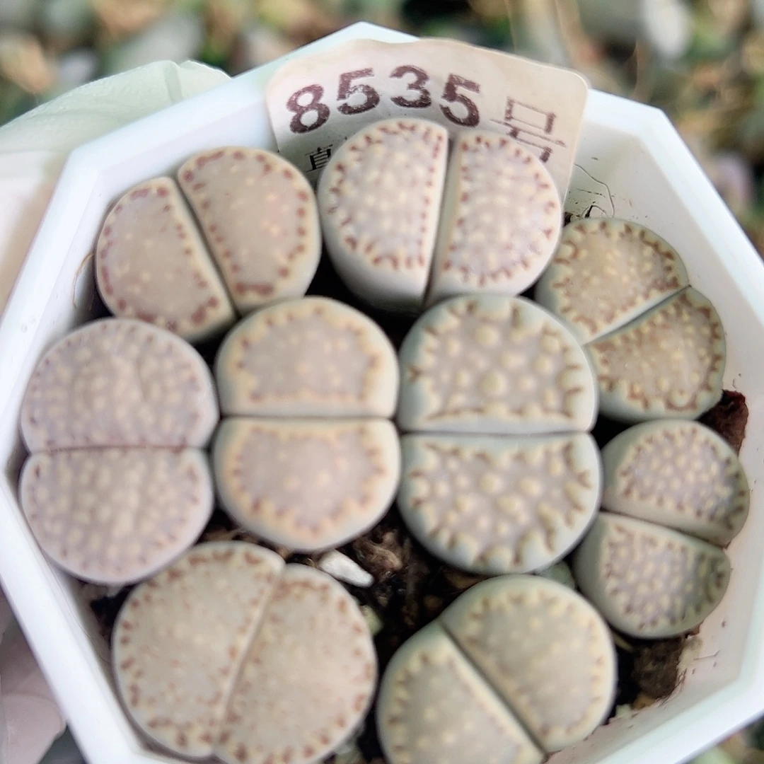 8535 好养易活生石花大母本