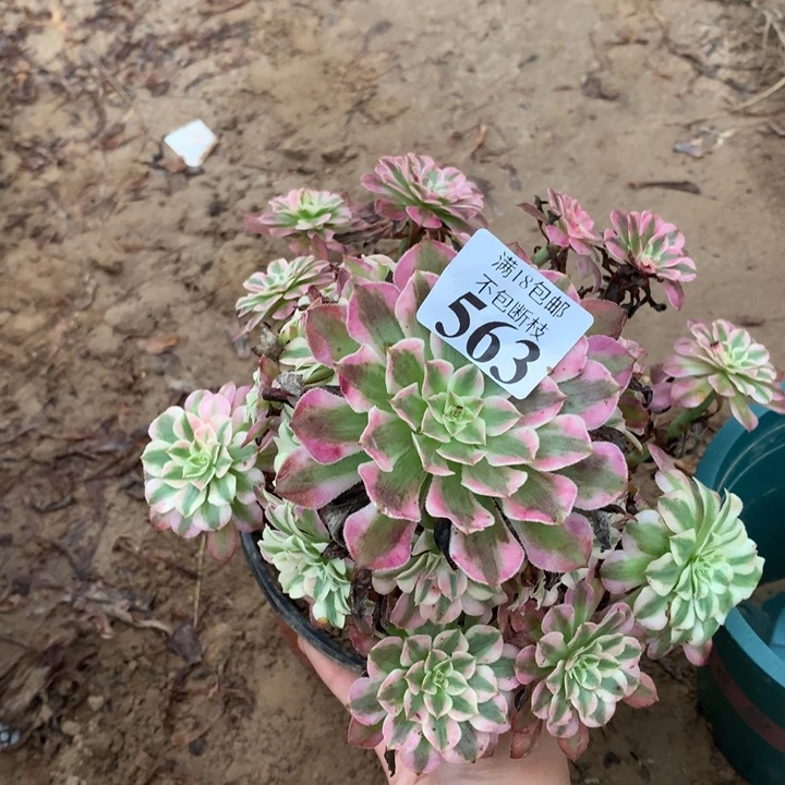 563铜壶白手捧2号