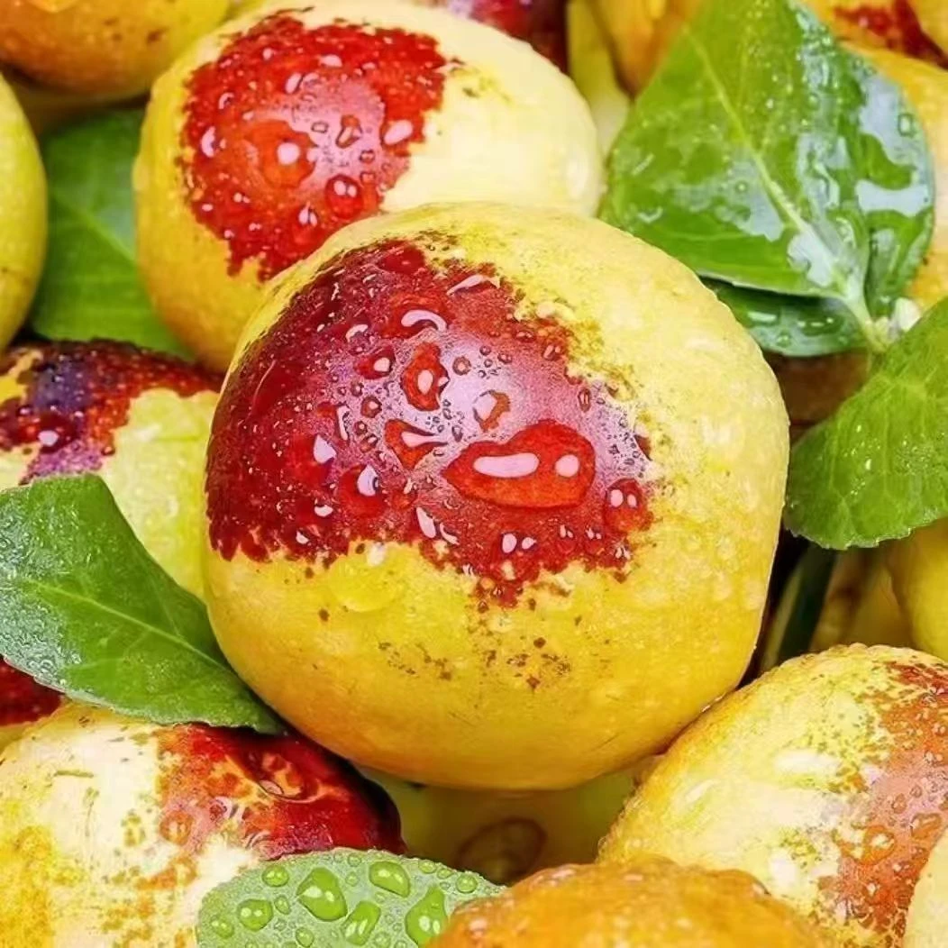 山东沾化冬枣脆甜新鲜11.13