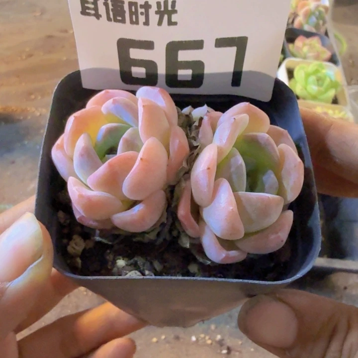 667.qqqqqqqqqqqqqw