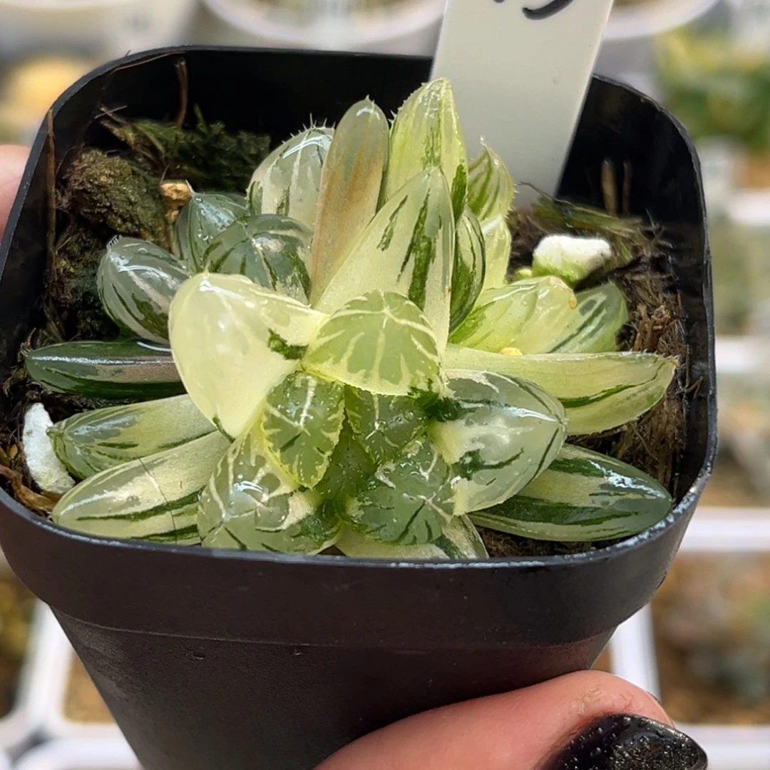 73三头好锦龙爪玉露锦福利专场