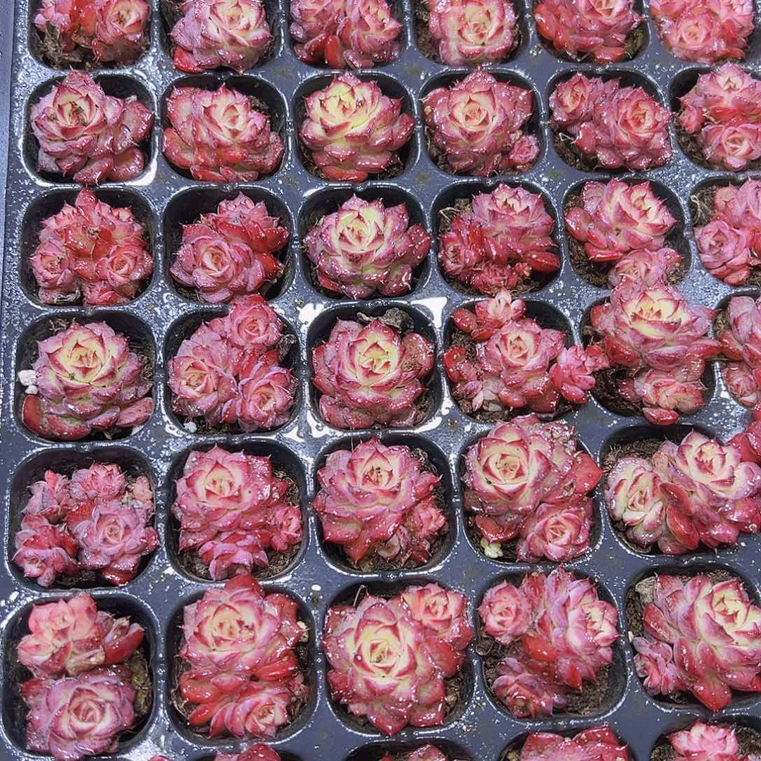 小鸟苗5个19包邮