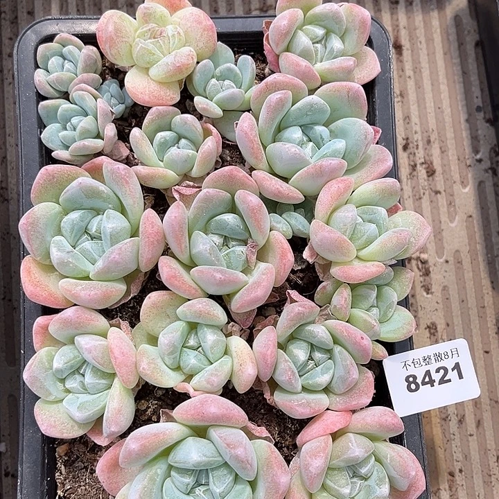 阿雅园艺。      8421一盒冰玉