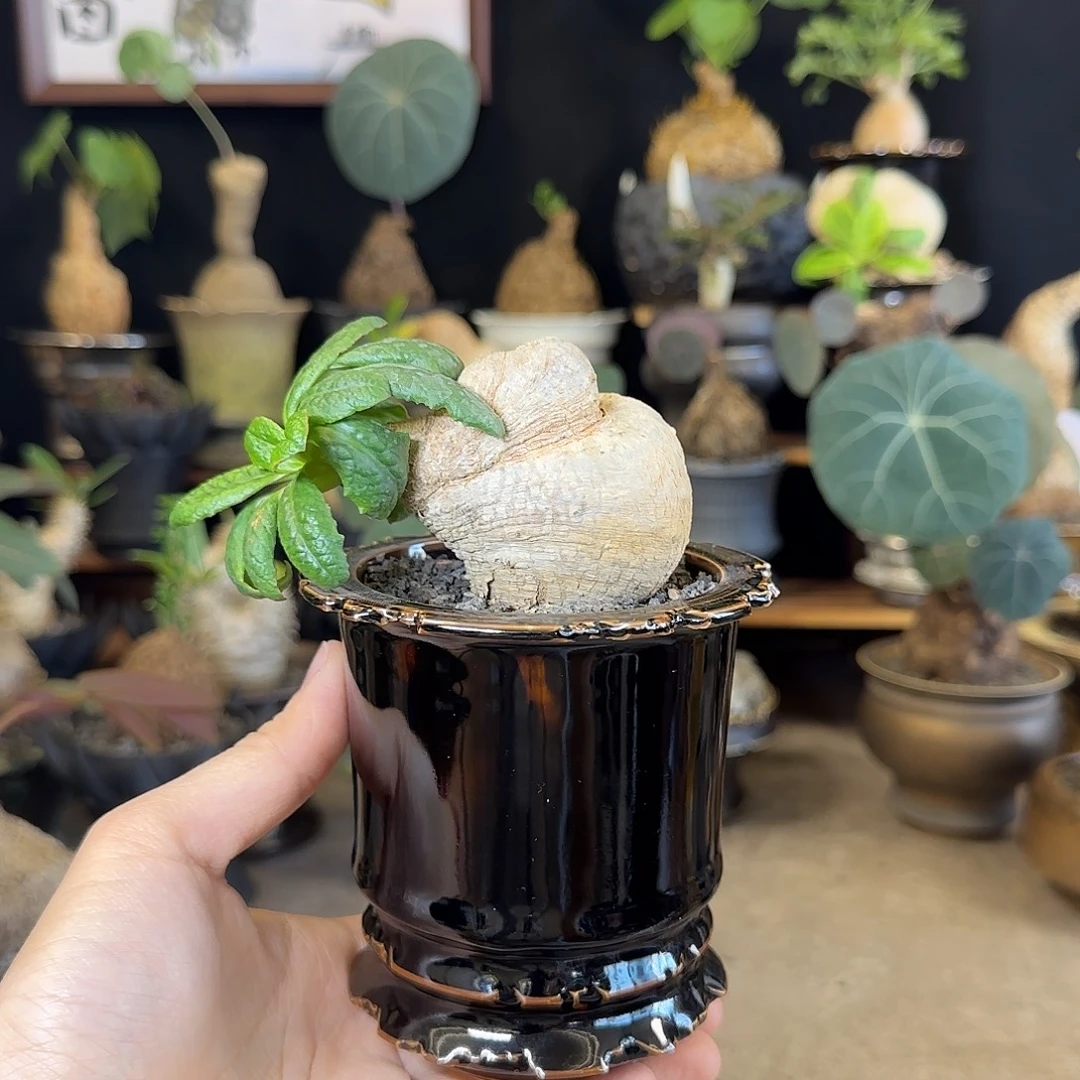 一物一拍樱花大戟19