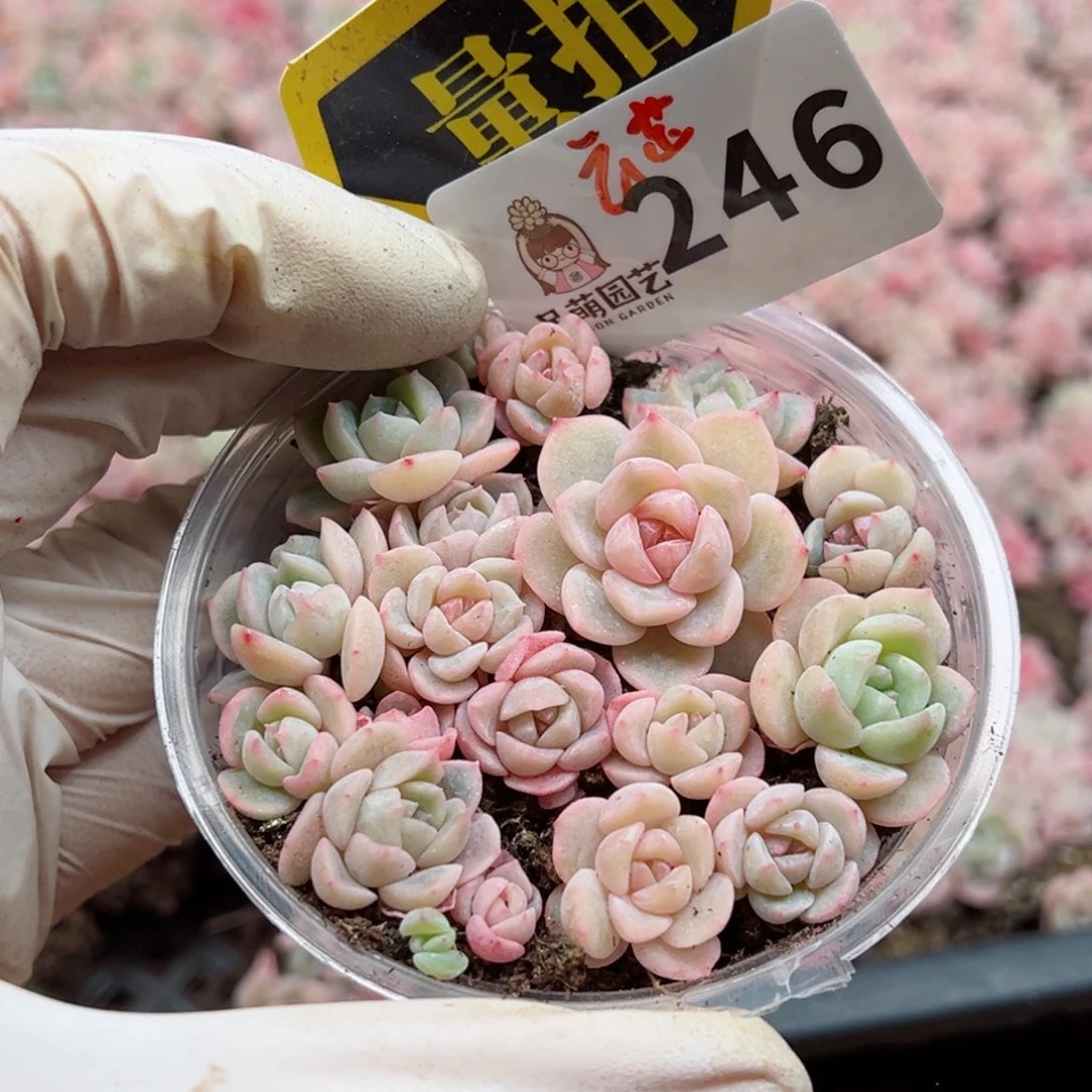 多肉植物多肉植物