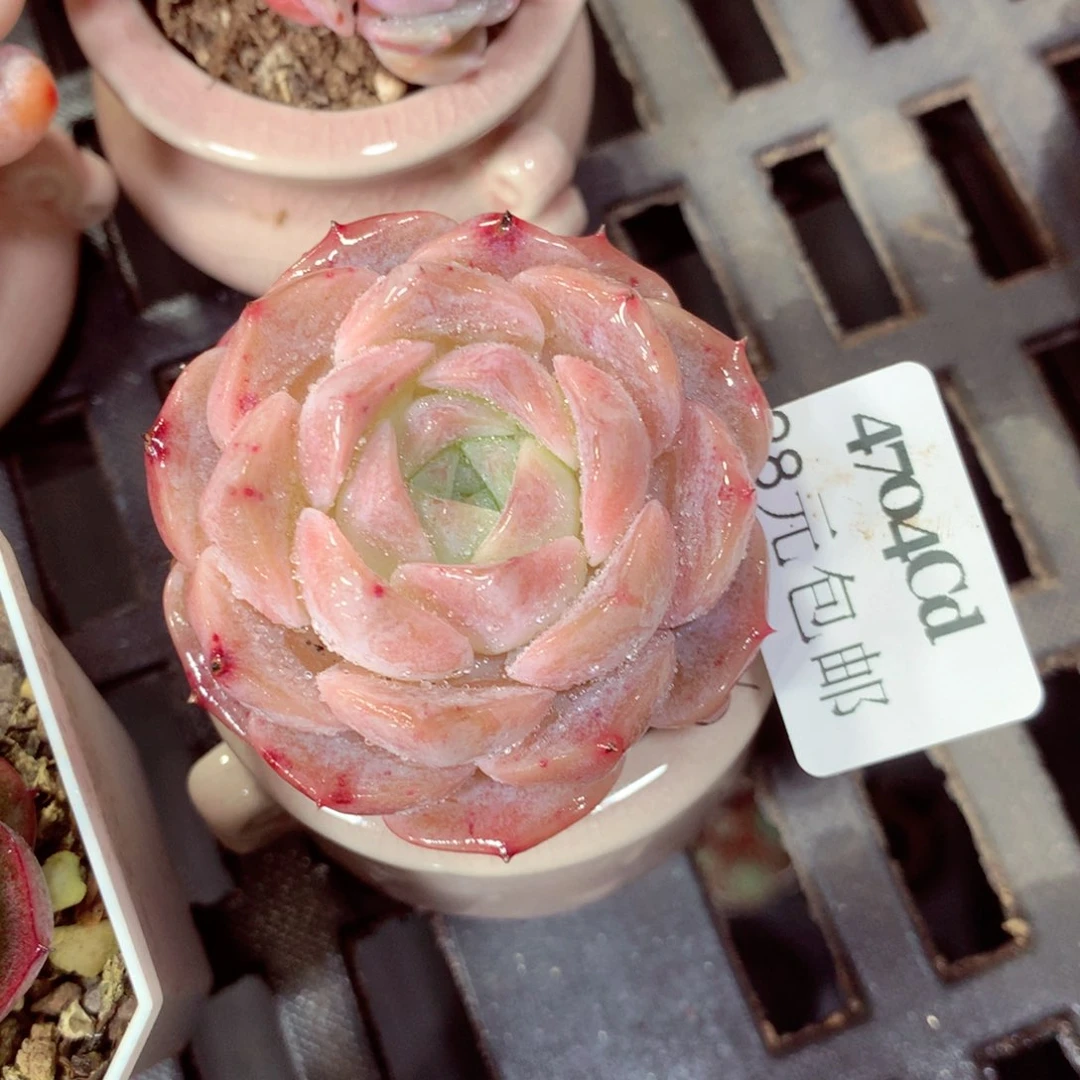 5厘米盆精控多肉4704