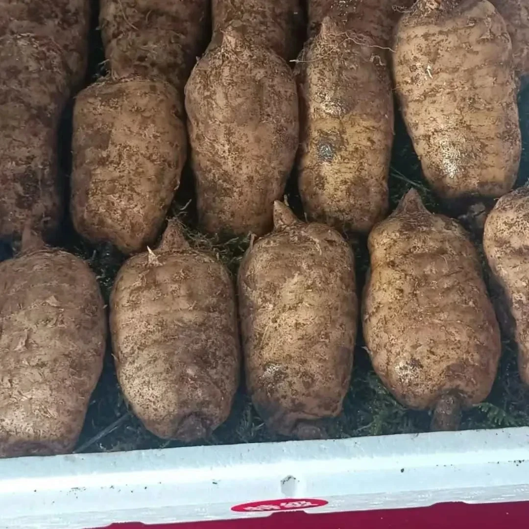 贵州高山林下新鲜新鲜天麻乌天麻