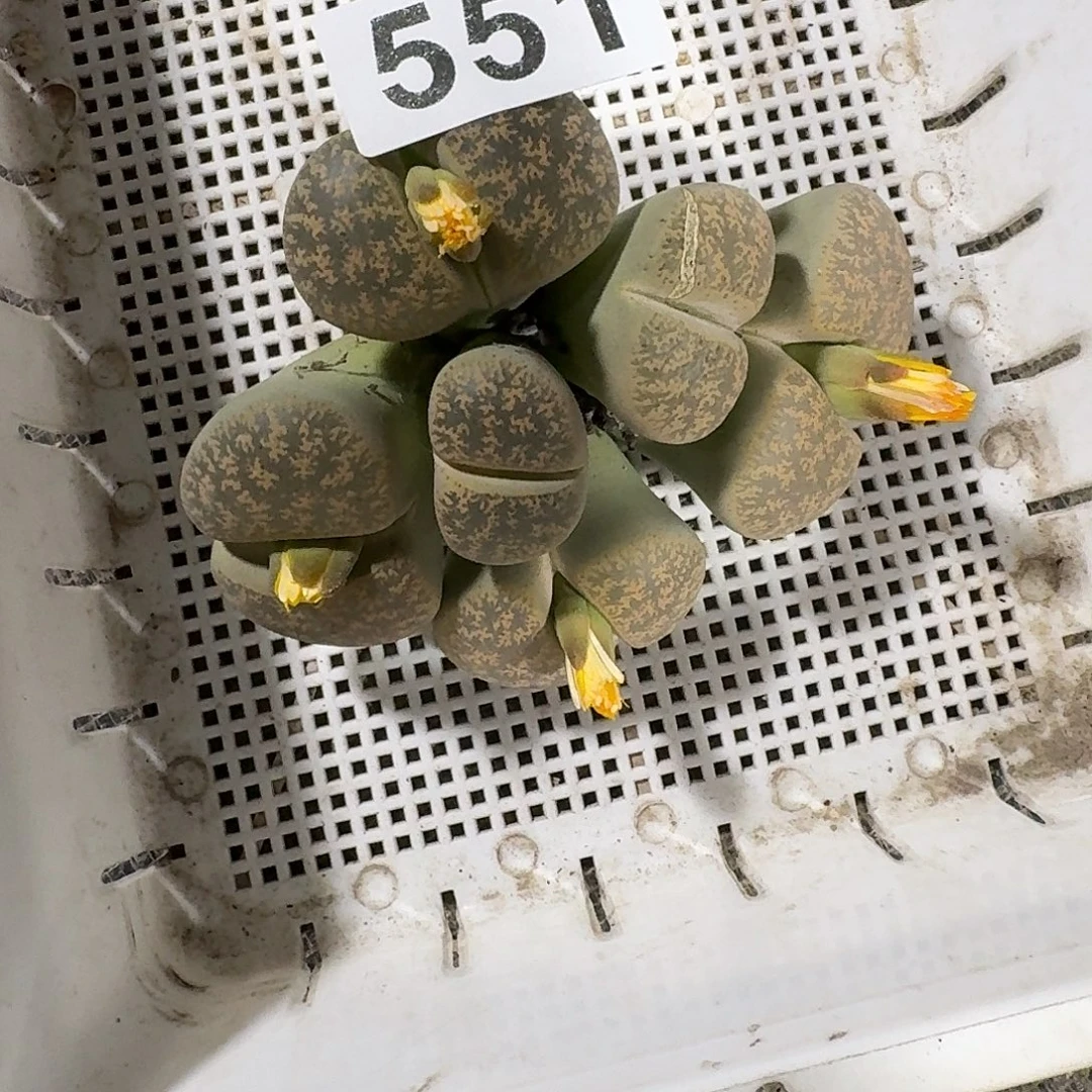 Y***首生石花一物一拍551