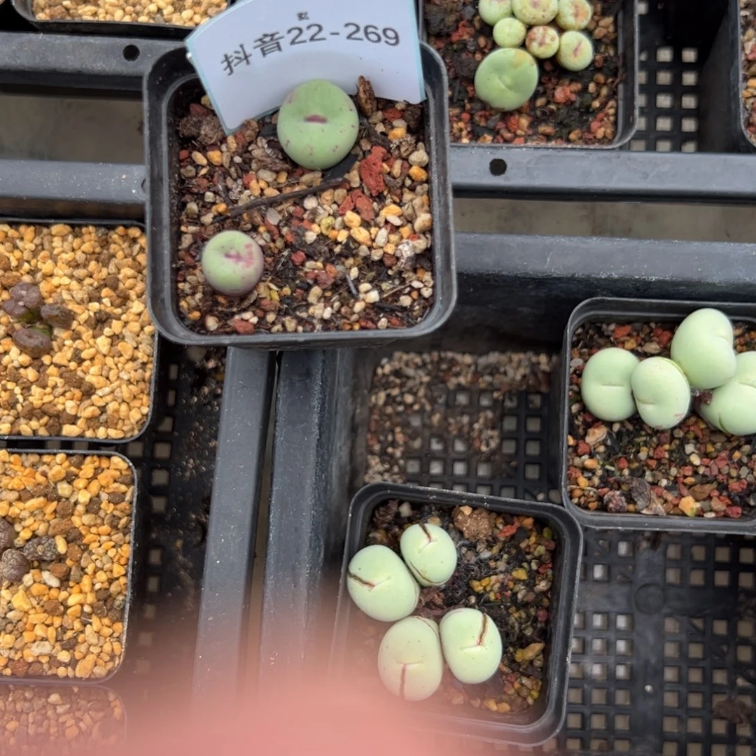 做***子22-269肉锥多肉植物