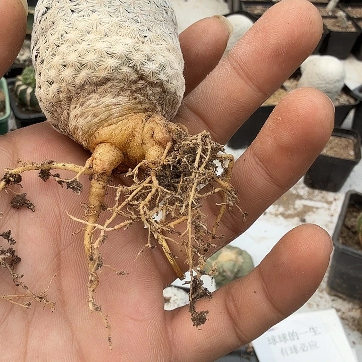 白鸟仙人球萝卜跟