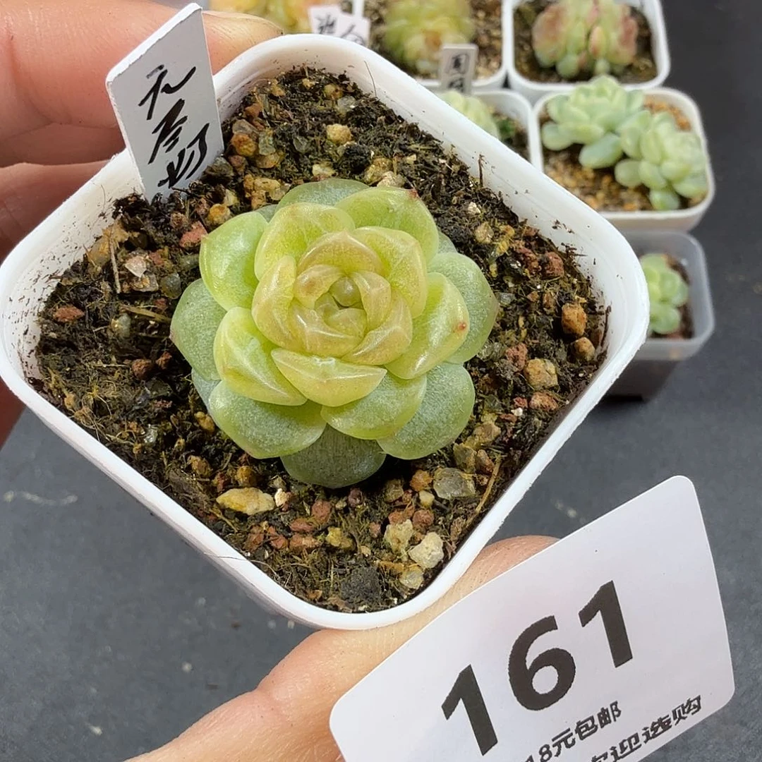无尽灯一物一拍161