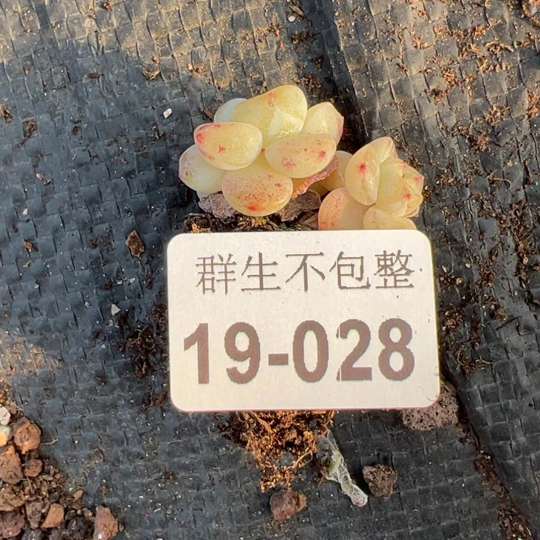 小卡拉米糖心一物一拍19-28