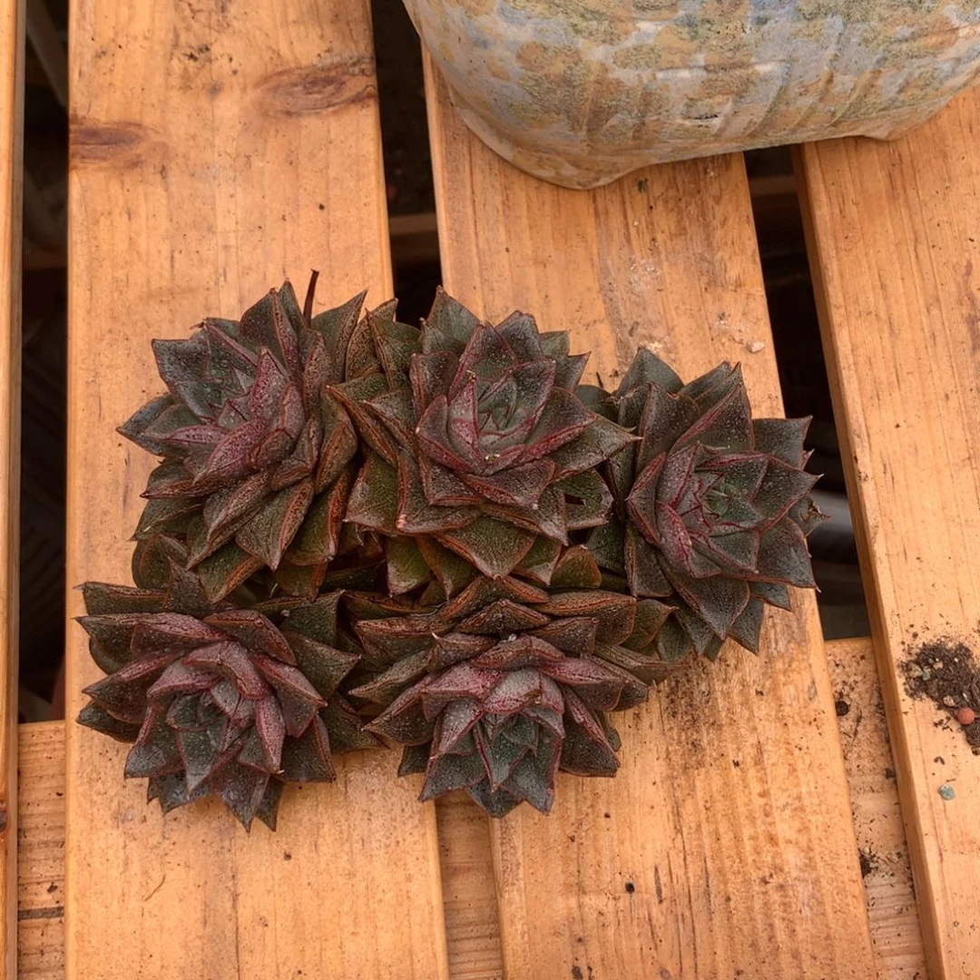 明***好大合锦五头朵朵缀化