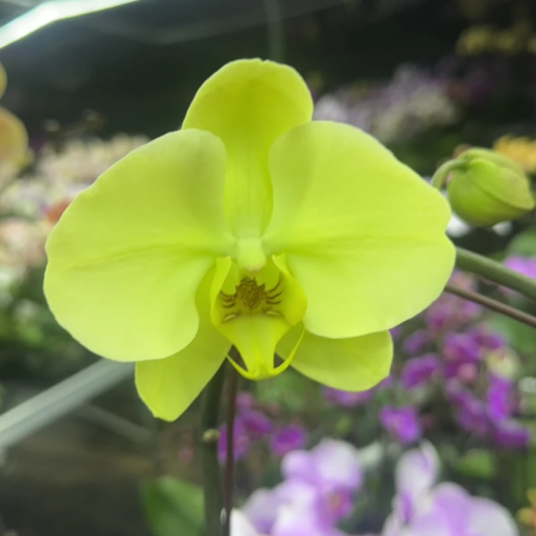 渟叙【九五之尊】3.0寸 带花带花苞