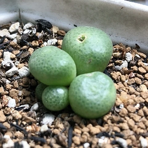 多肉肉锥 5头青团