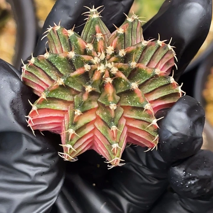 草莓软糖 一物一拍。