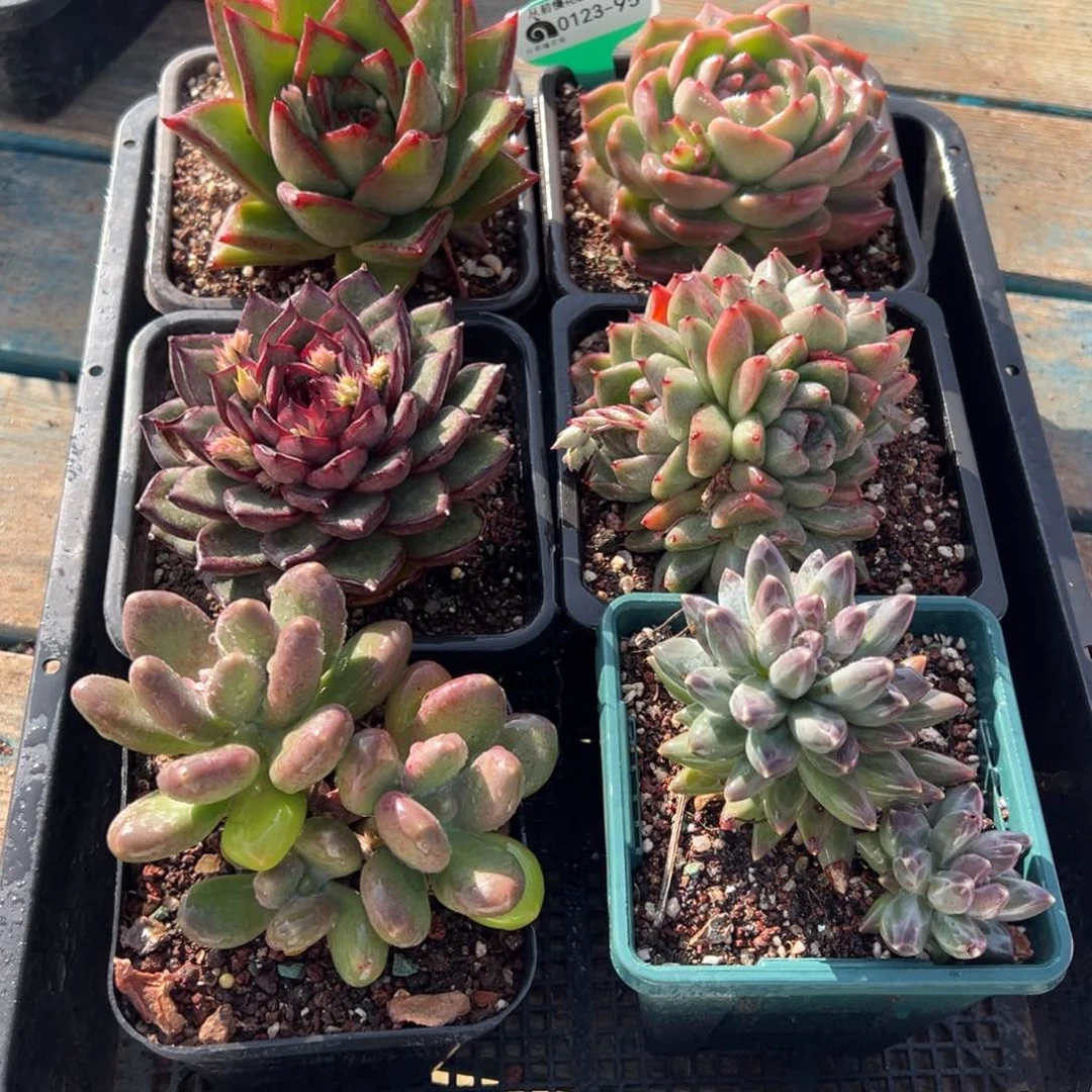 从前慢多肉精选编号0123.95